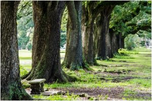 Beautiful tree arrangements